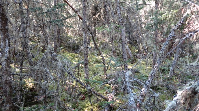 Helen Island forest. 2012 (photo Susan Lee)